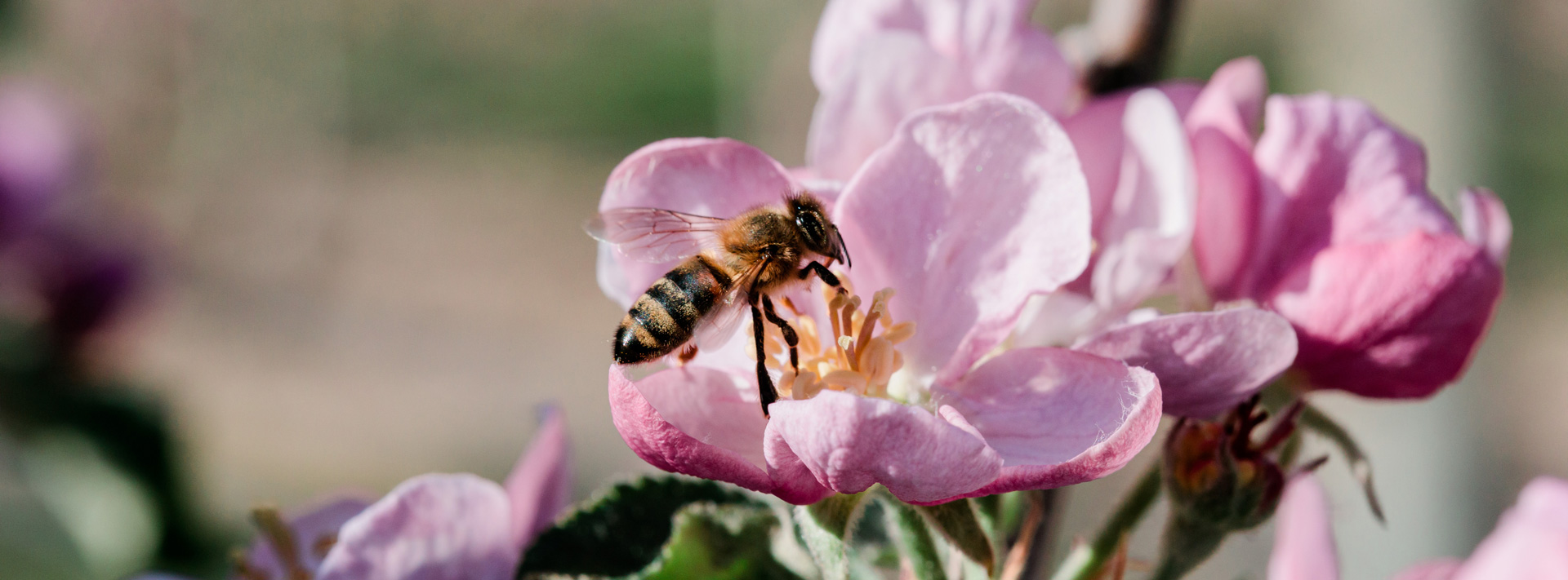 Honeybee on a Pink Flower Blossom