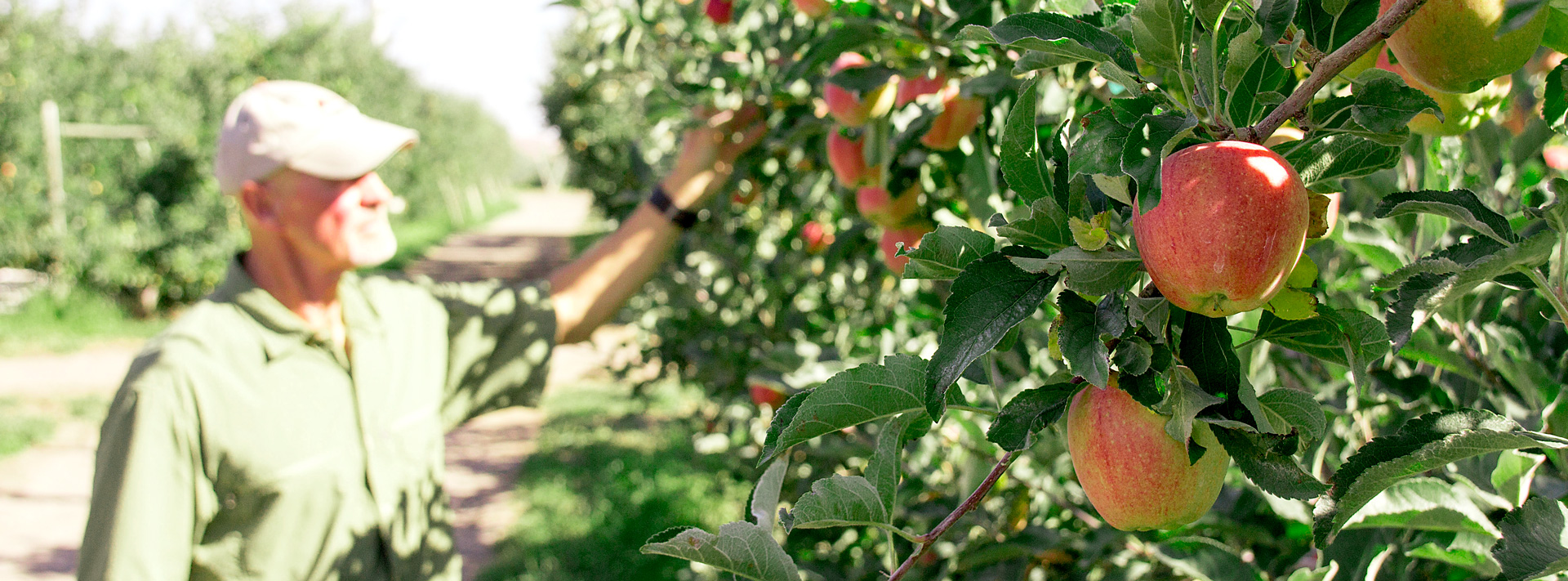 Apples on a Tree in an Orchard with a Man Picking Apples Blurred in the Background