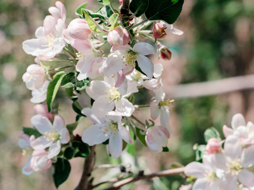 Low Depth Of Field White Flowers Apple Blossoms