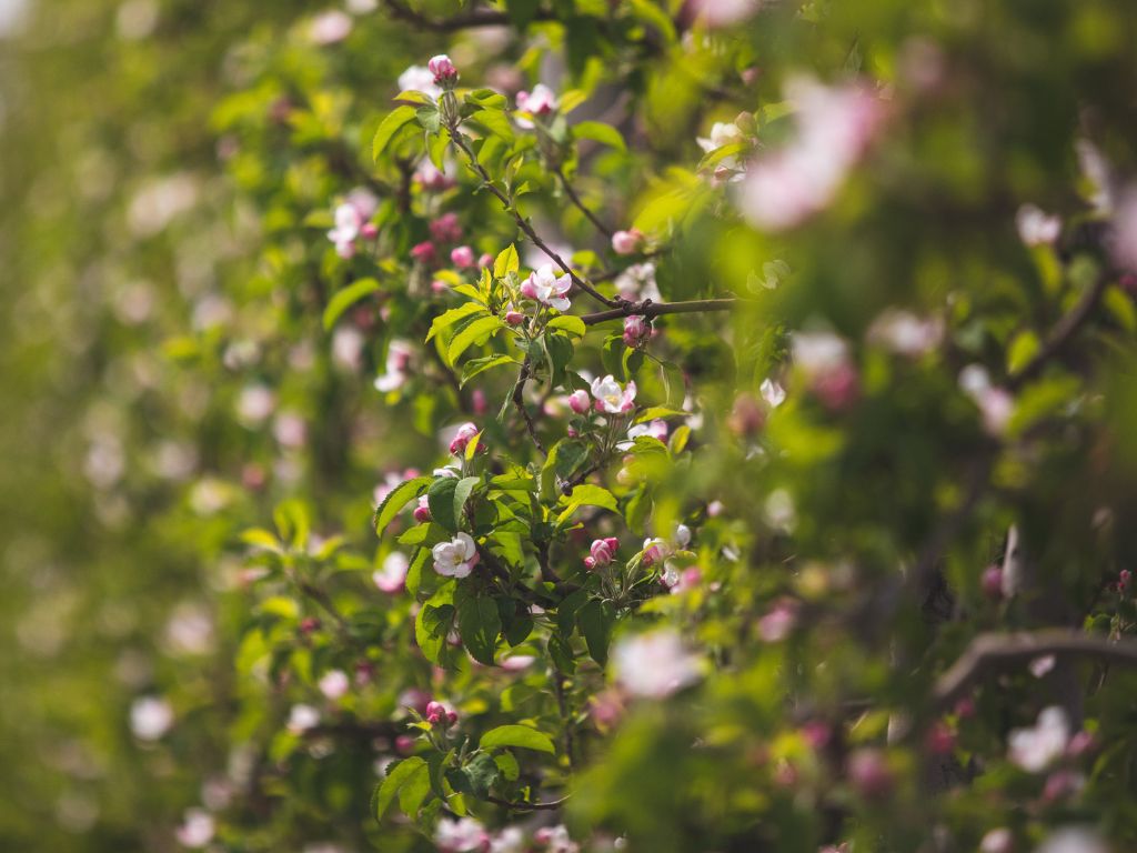 Narrow Depth of Field Photo of Cherry Blossoms in an Orchard