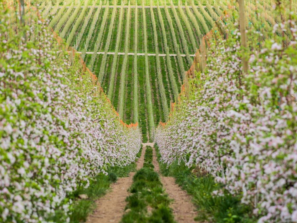 Blossoms on Trees in an Orchard in Vertical Rows