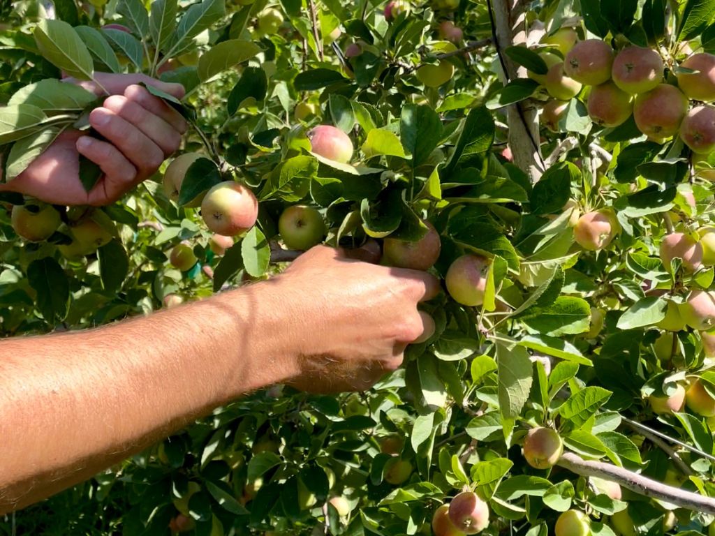 Someone Picking Red and Yellow Apples off a Tree in an Orchard in the Sunshine