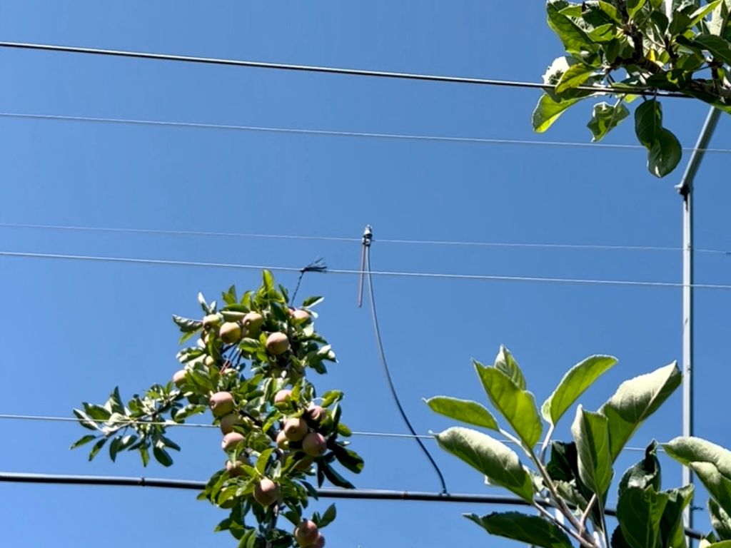 A Hydro Cooling System Running Through an Orchard with Blue Sky in the Background