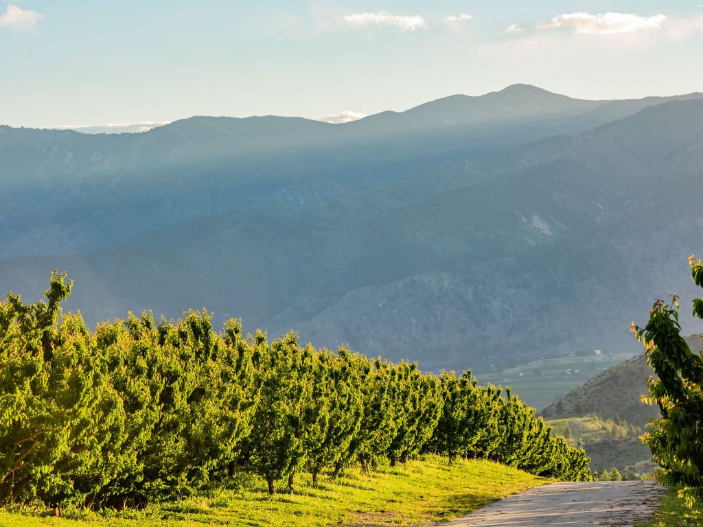An Orchard in the Sunlight with Mountains in the Background and a Dirt Road