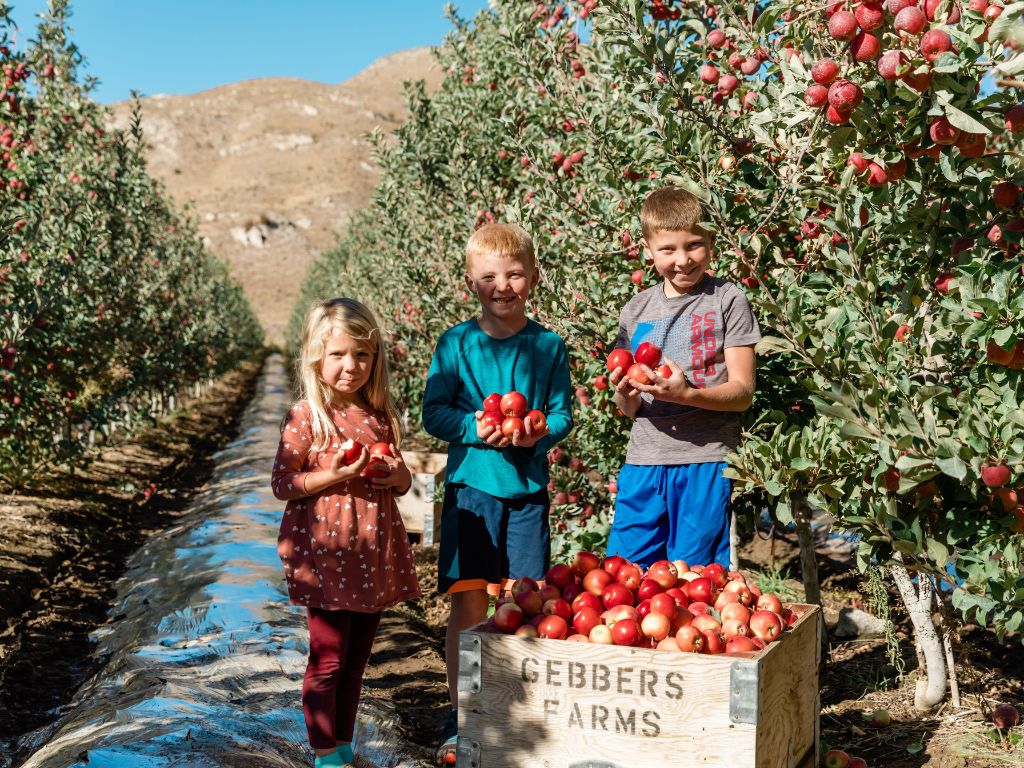 Three Kids Holding Apples in an Apple Orchard with a Gebbers Farms Apple Box