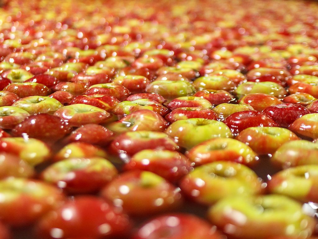 Red and Yellow Apples Floating in Water
