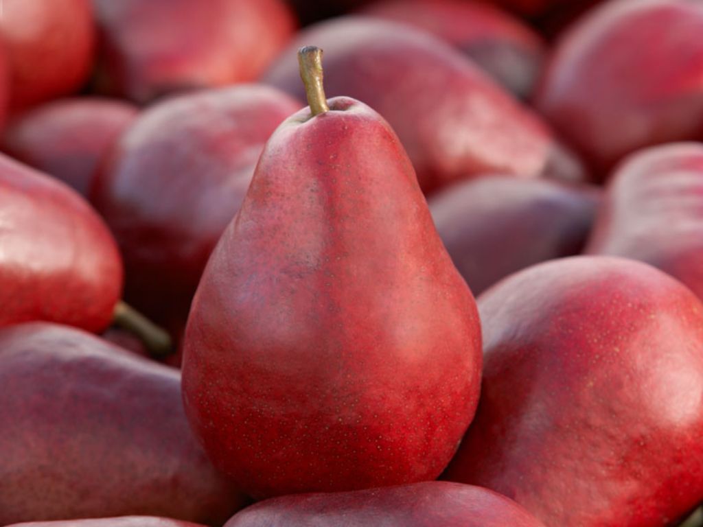Red Pears With One Sanding Up Low Depth of Field