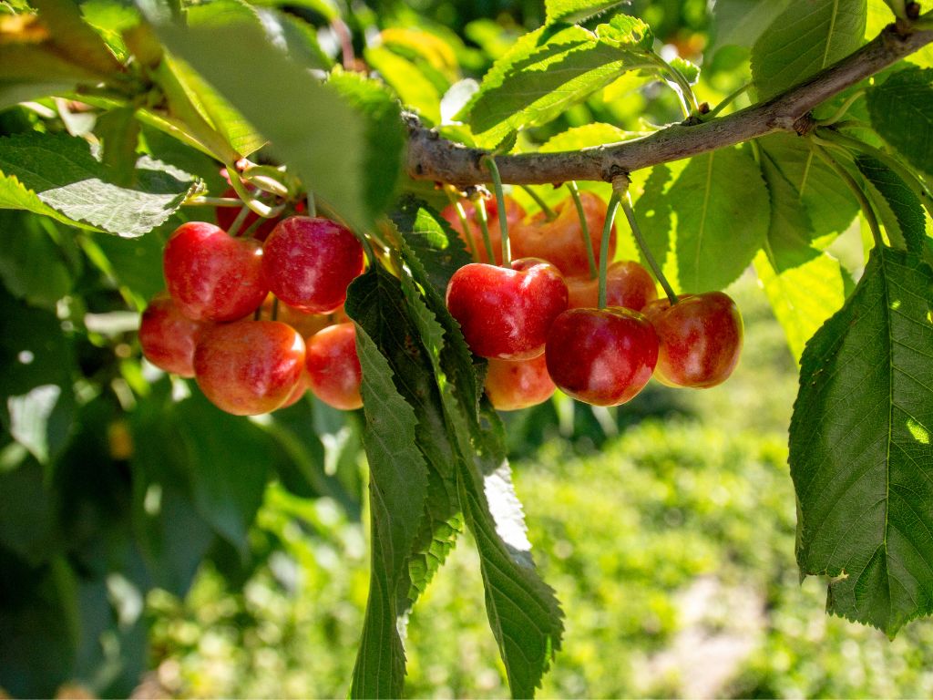 Close Up of Cherries on a Branch in a Tree in an Orchard