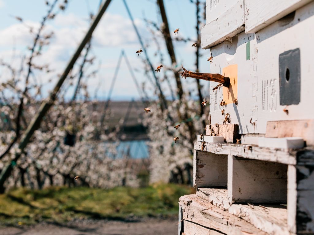 Bees Buzzing Around a Beehive