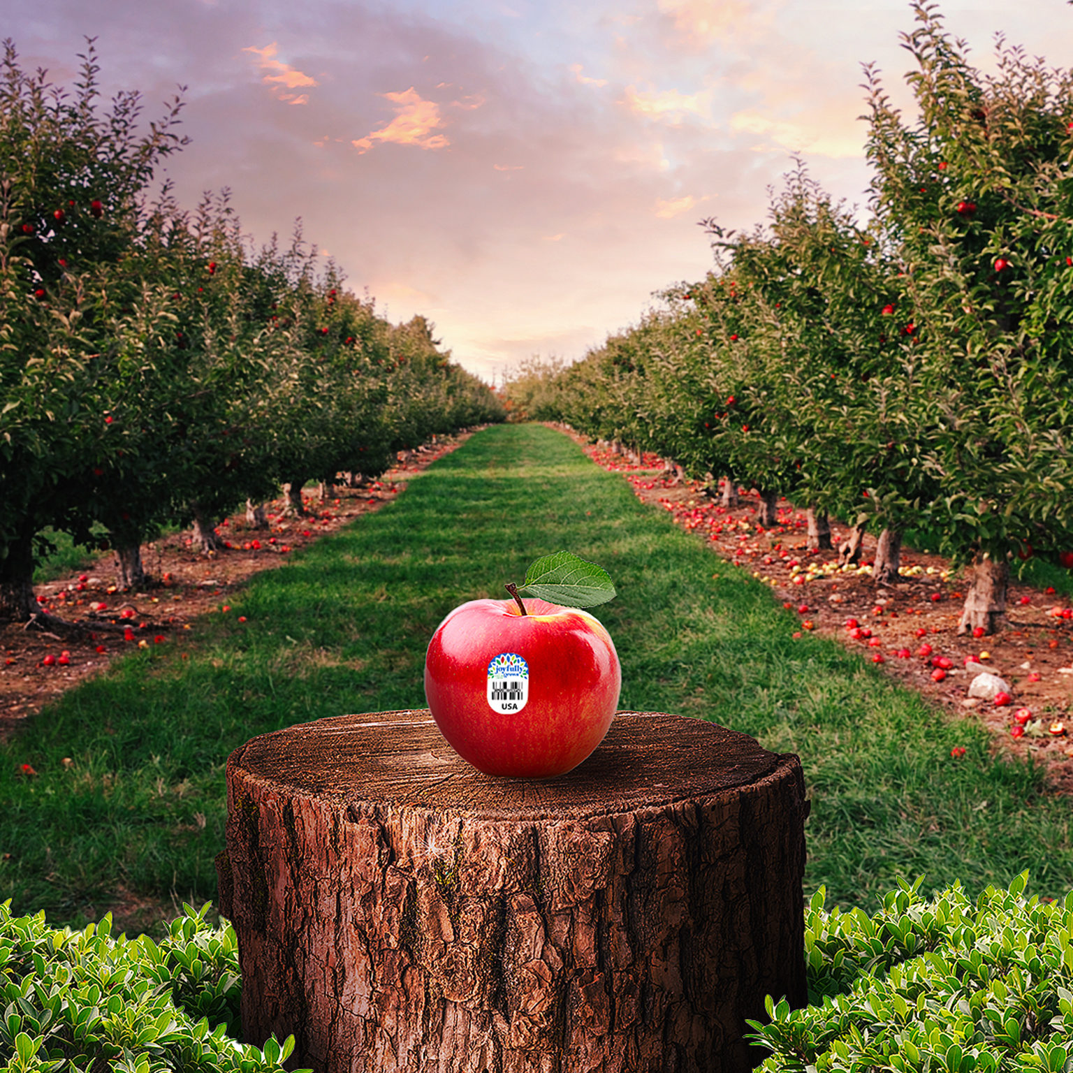 Joyfully Grown Honeycrisp Apple on a Wood Stump In-between Rows of Trees in an Orchard