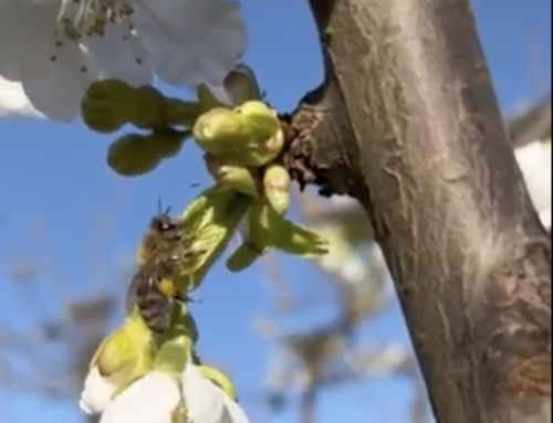 Farm Friday – Honeybee Pollinating a Washington Cherry Orchard