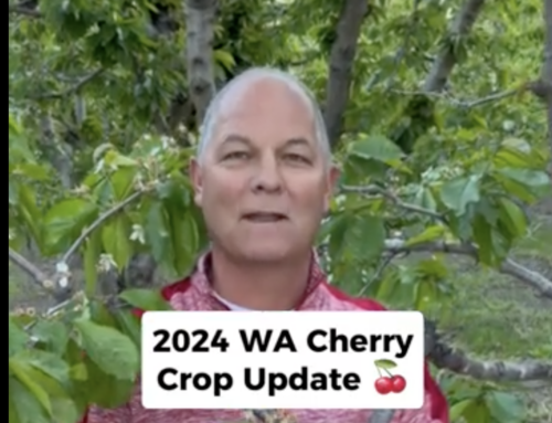 Farm Friday – 2024 Washington Cherry Crop Update